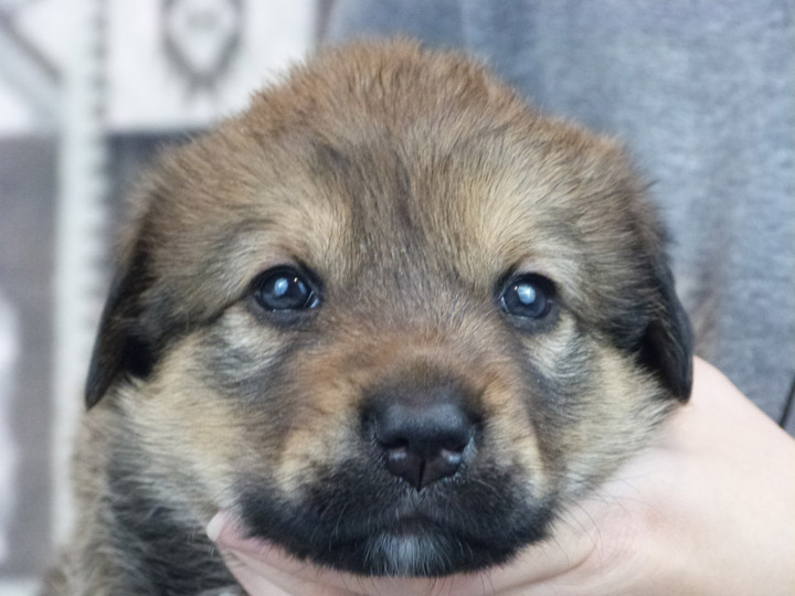 chinook puppy